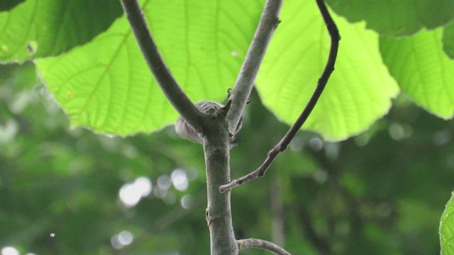 Добаш зебровий - ML524926771