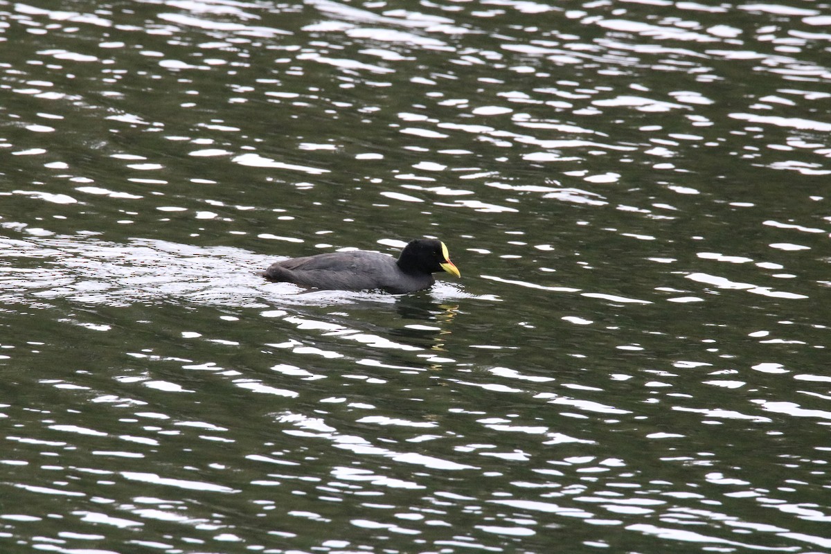 Red-gartered Coot - ML524926891