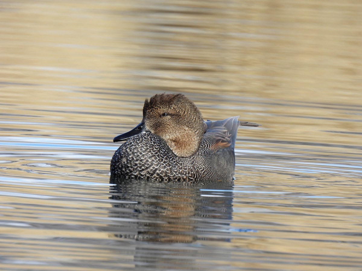 Gadwall - ML524927631