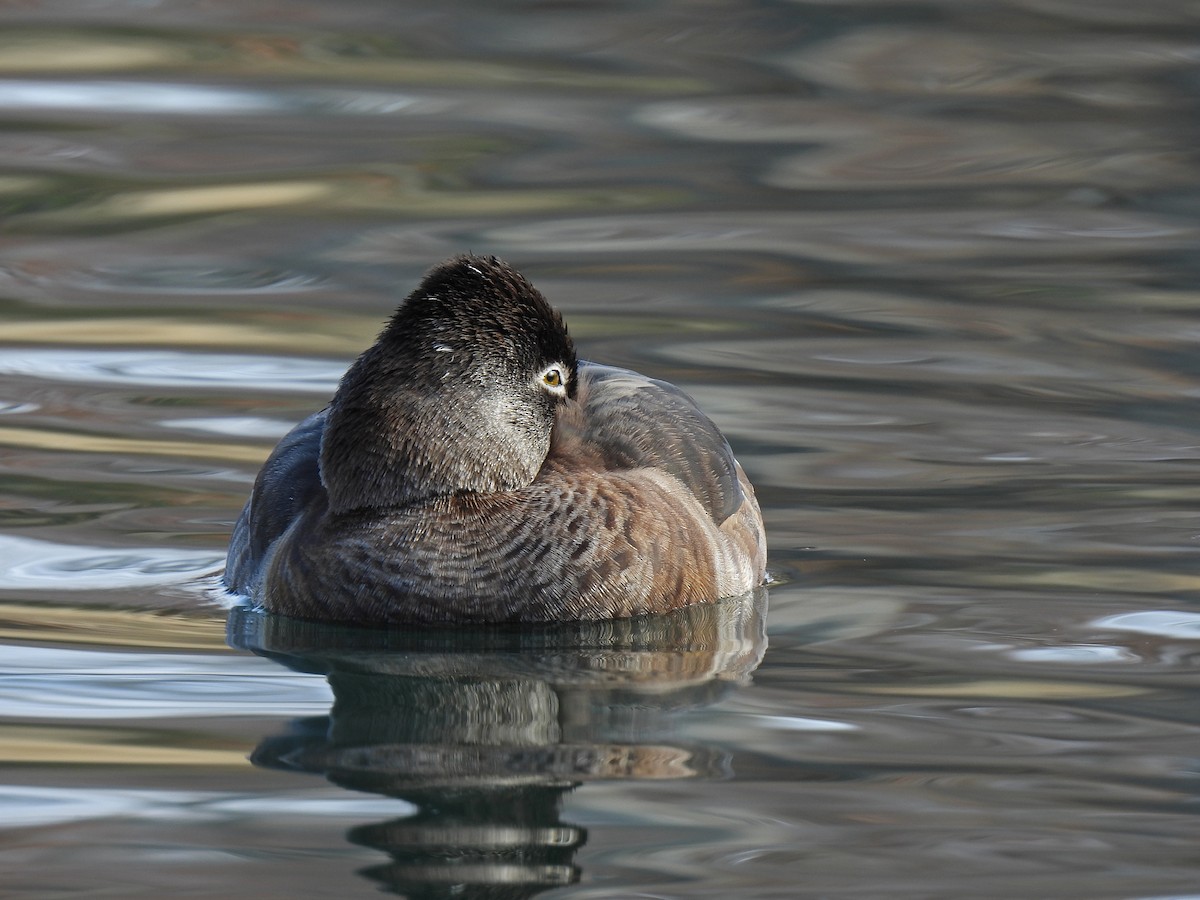Ring-necked Duck - ML524927761