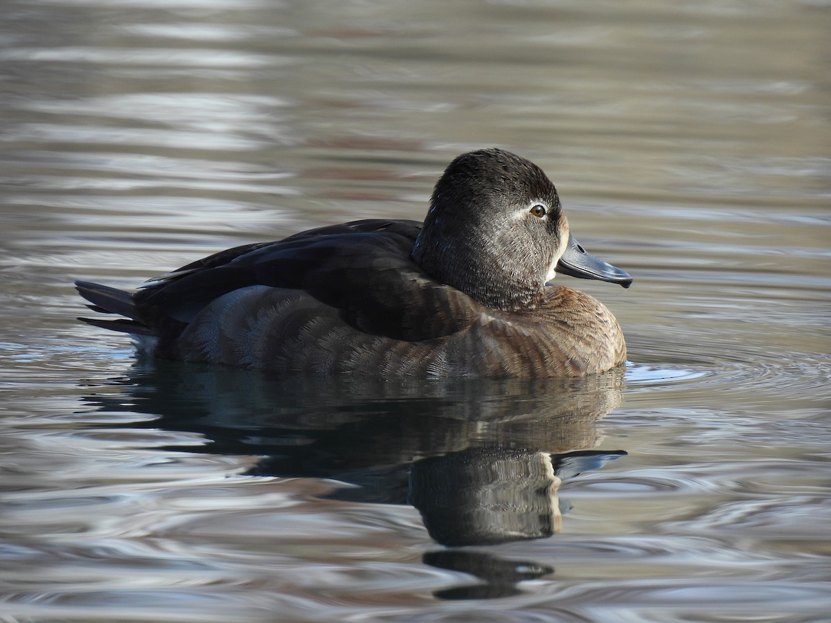 Ring-necked Duck - ML524928031