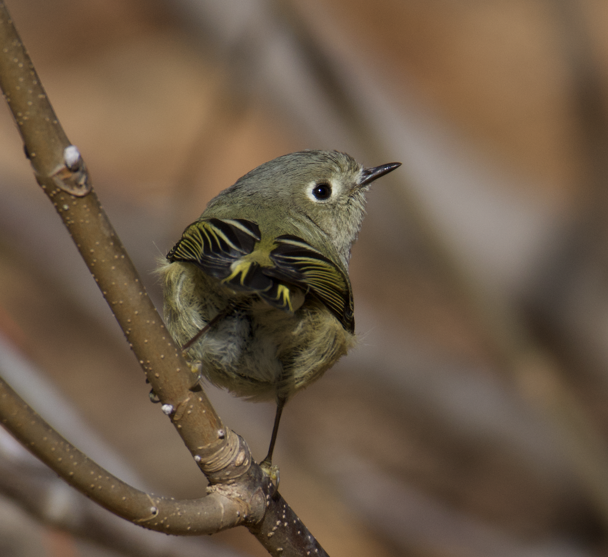 Ruby-crowned Kinglet - ML524928391