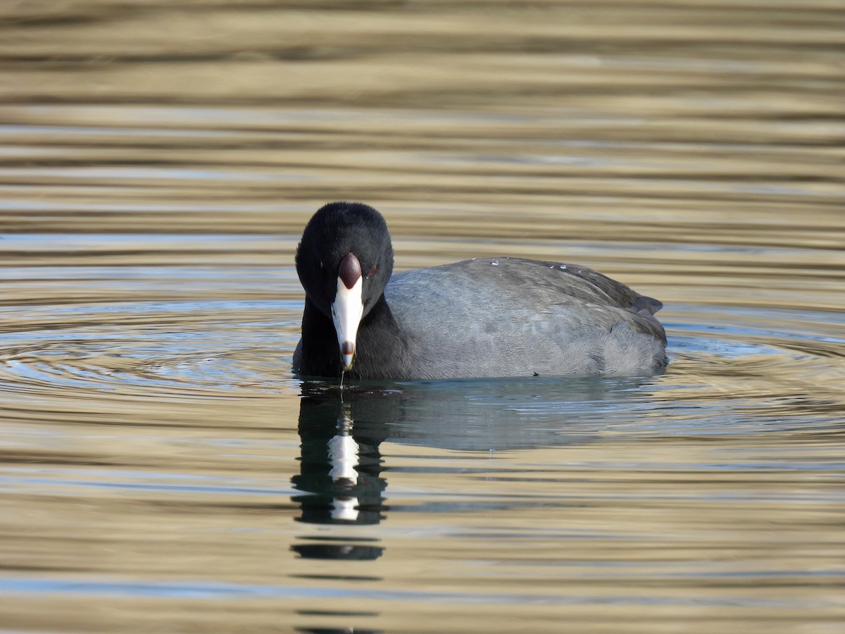 American Coot - ML524928431