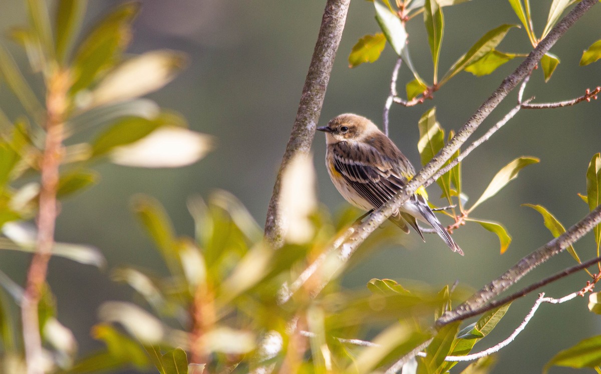 Yellow-rumped Warbler - ML524930001