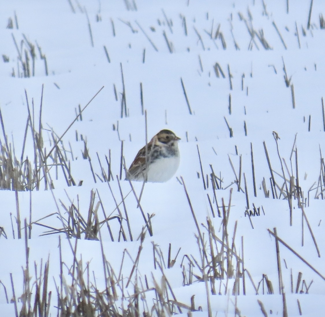 Lapland Longspur - ML524930051