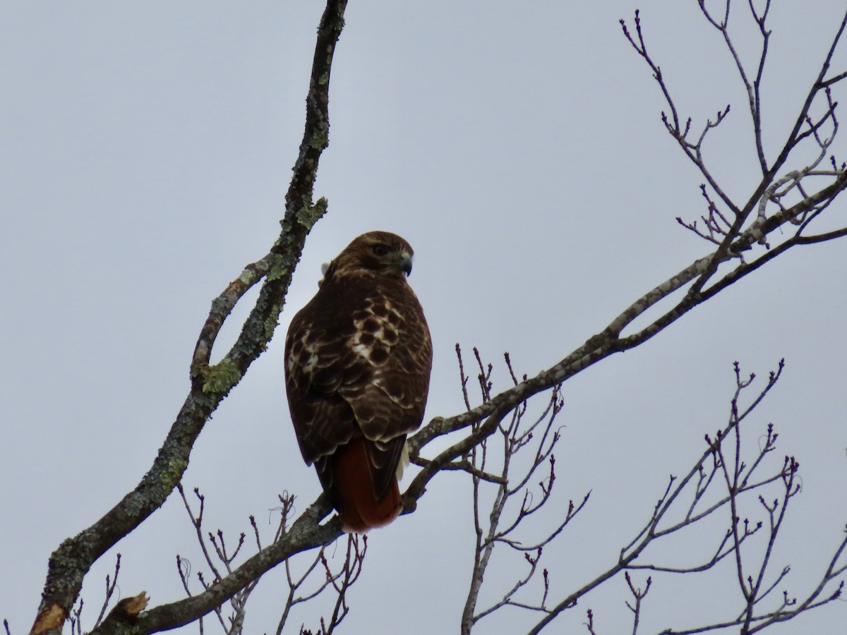 Rotschwanzbussard - ML524930711