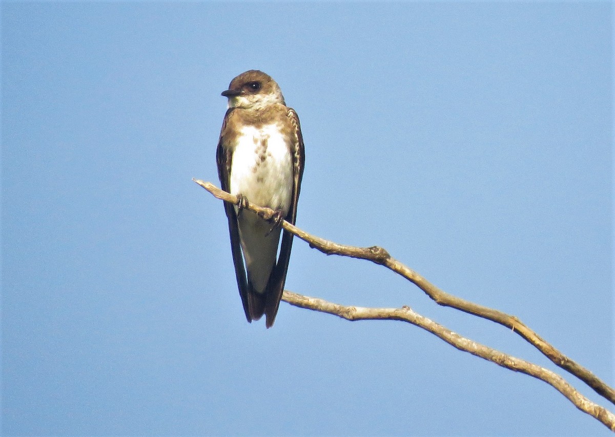 Brown-chested Martin - ML524930881
