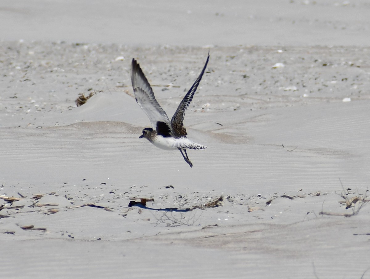 Black-bellied Plover - ML524931001