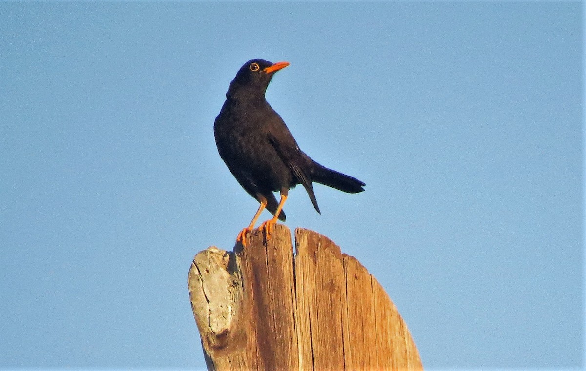 Chiguanco Thrush - ML524931531