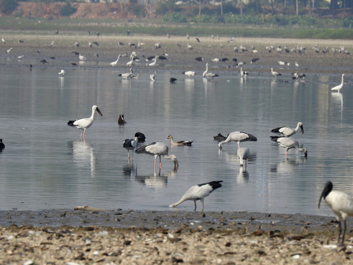 Asian Openbill - ML52493161