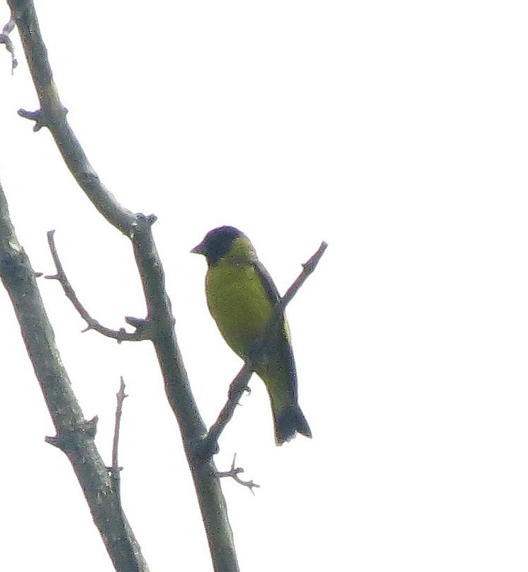 Hooded Siskin - ML524931631