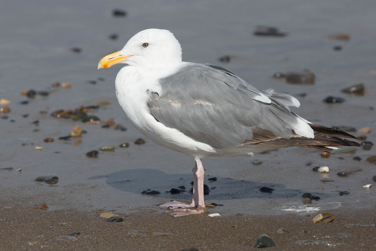 Western Gull - Darren Clark