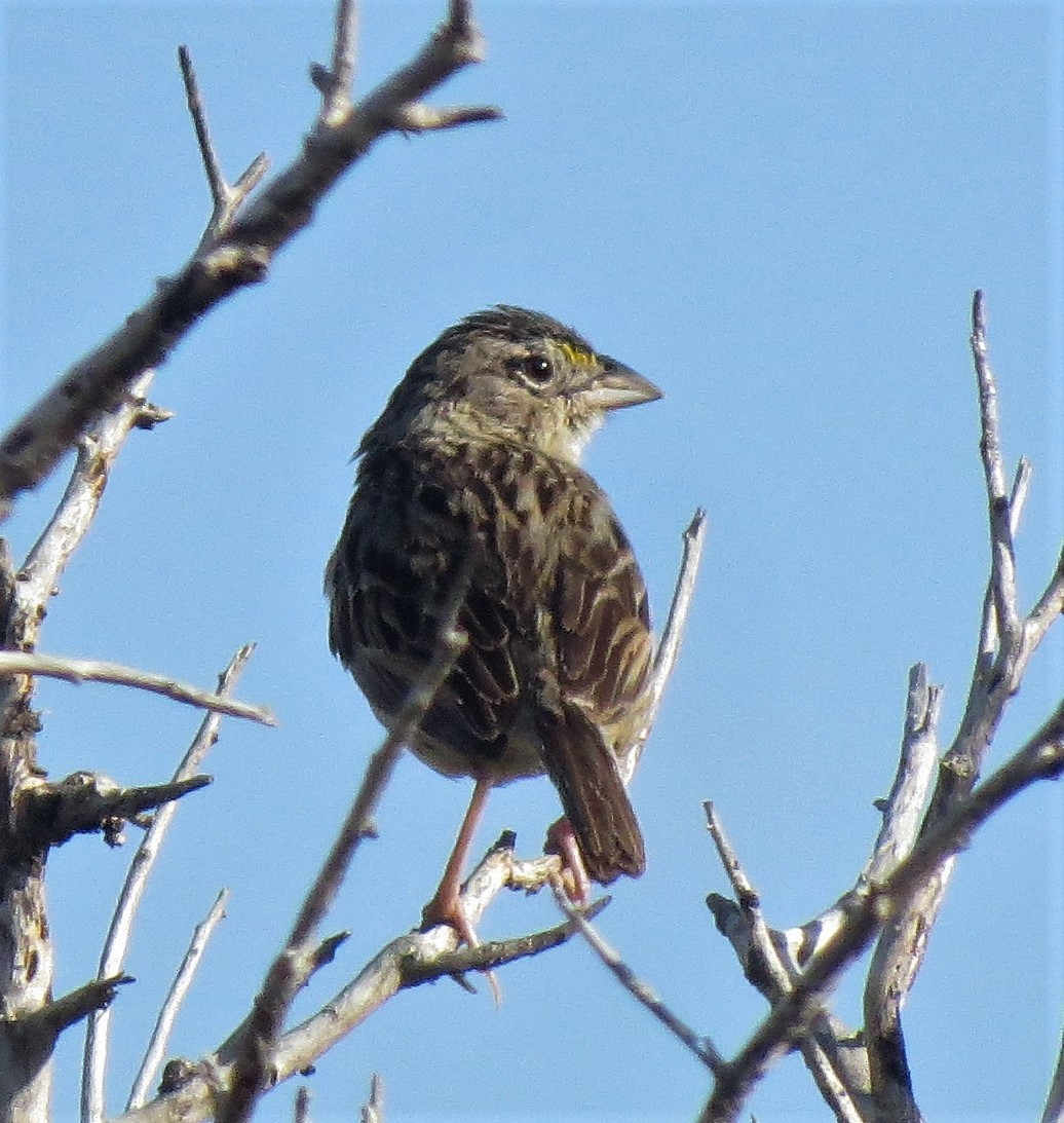 Grassland Sparrow - ML524931971