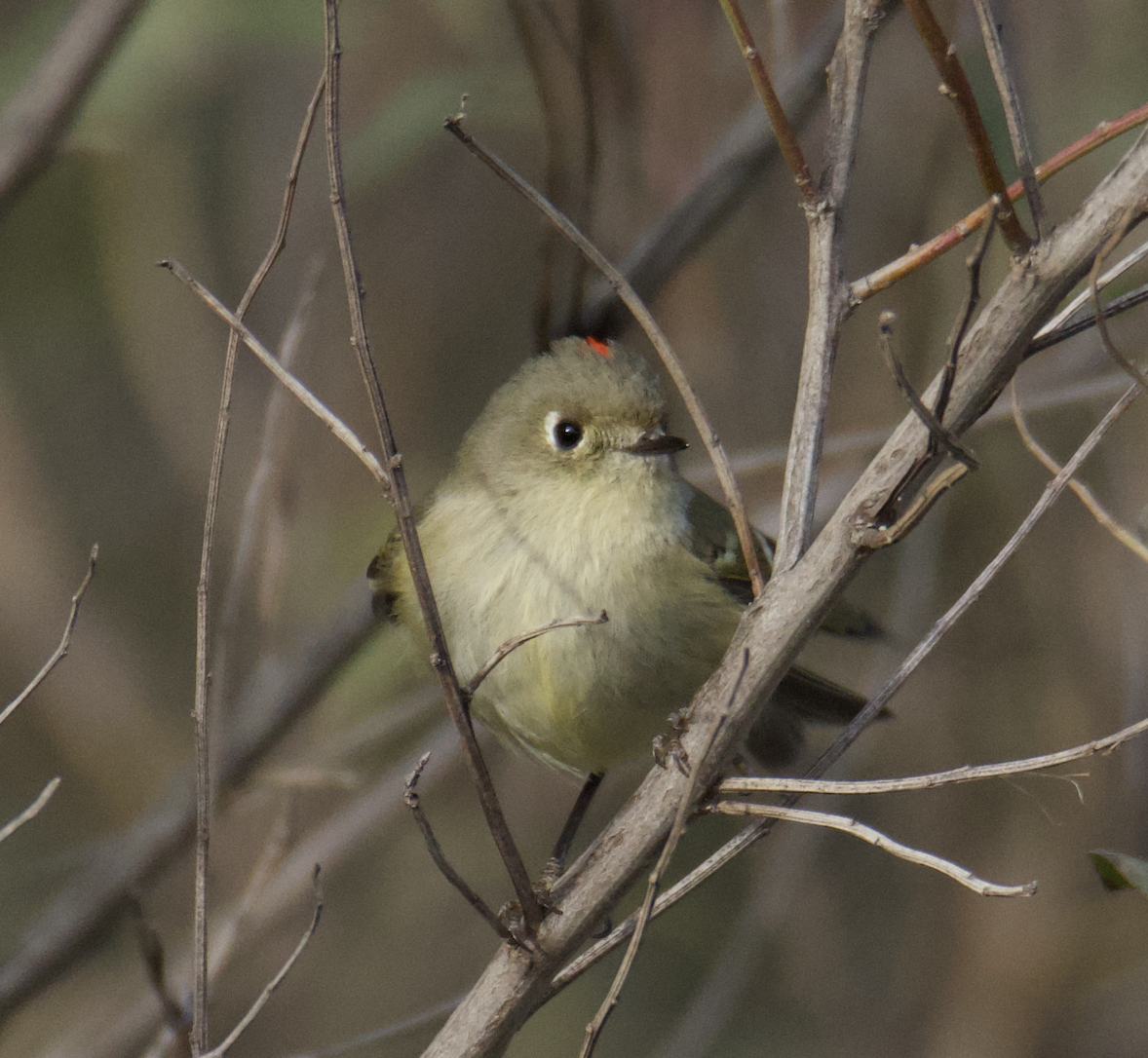 Ruby-crowned Kinglet - ML524932041