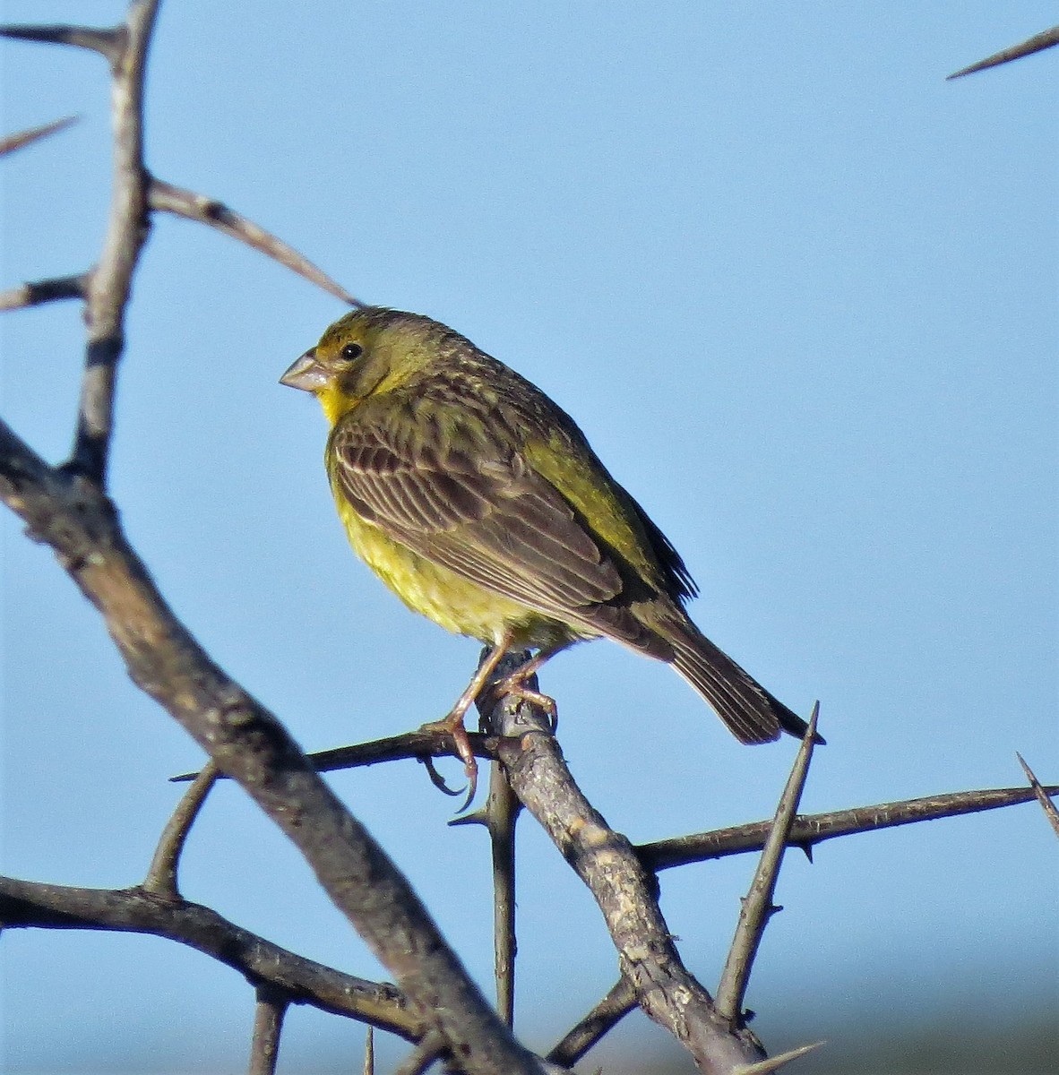 Grassland Yellow-Finch - ML524932451
