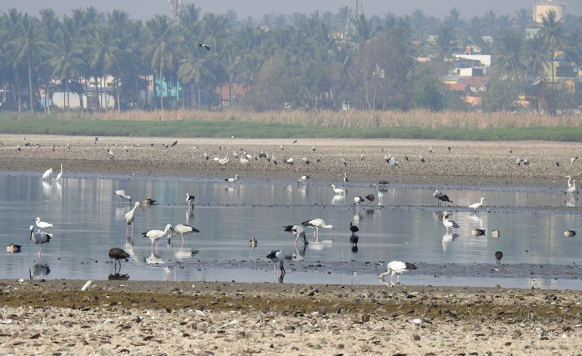 Asian Woolly-necked Stork - ML52493251
