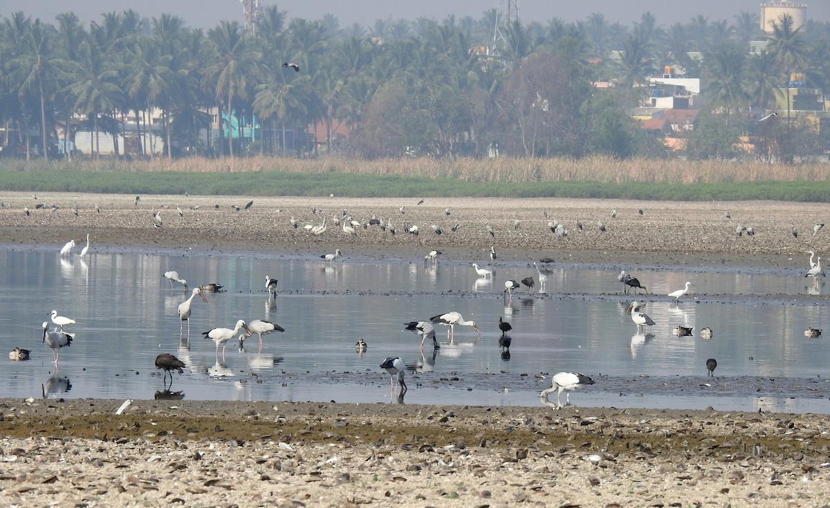 Asian Woolly-necked Stork - Anonymous