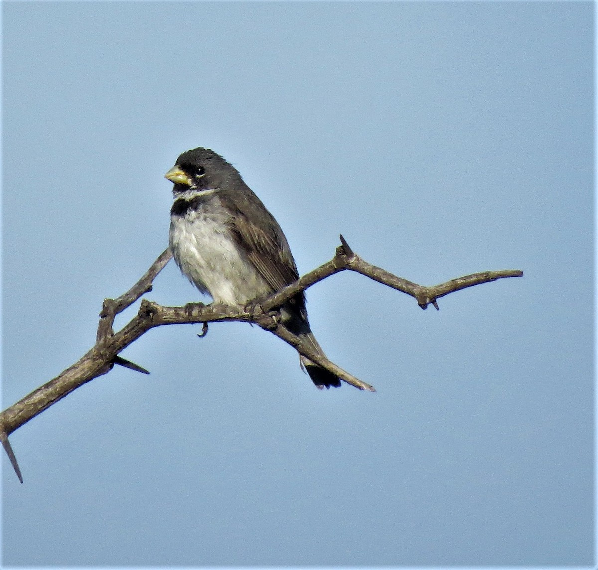 Double-collared Seedeater - ML524932521