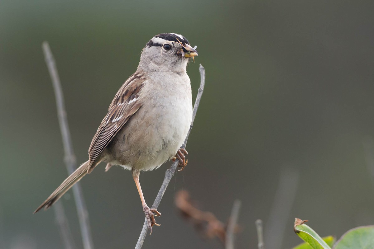 White-crowned Sparrow - ML52493441