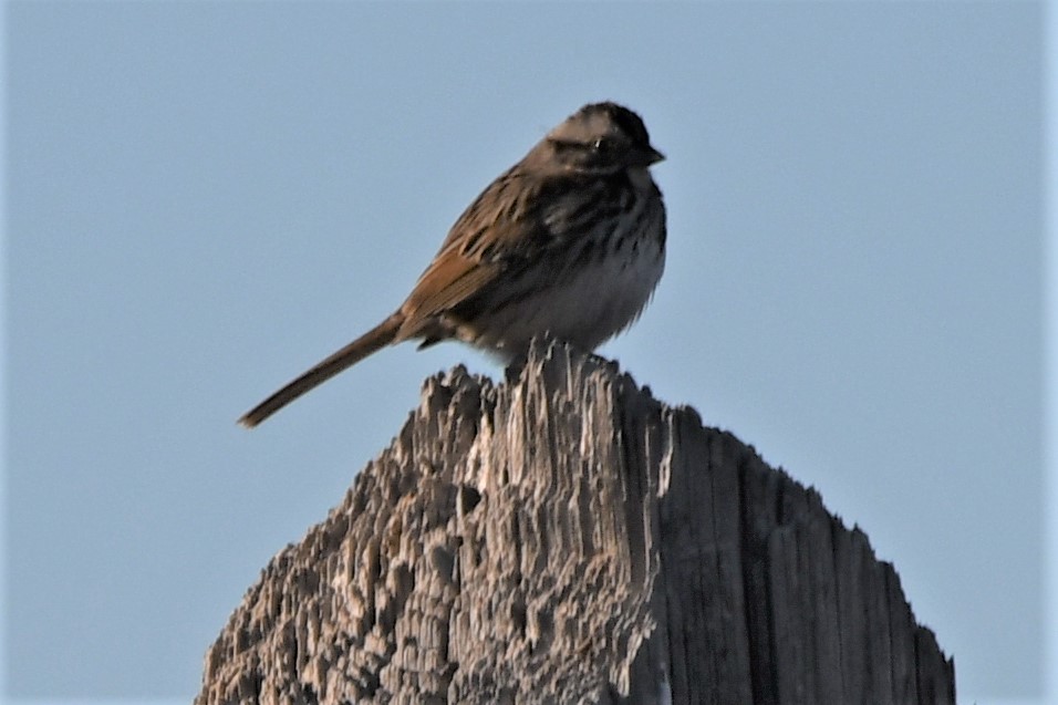 Song Sparrow - Suzanne Mottin