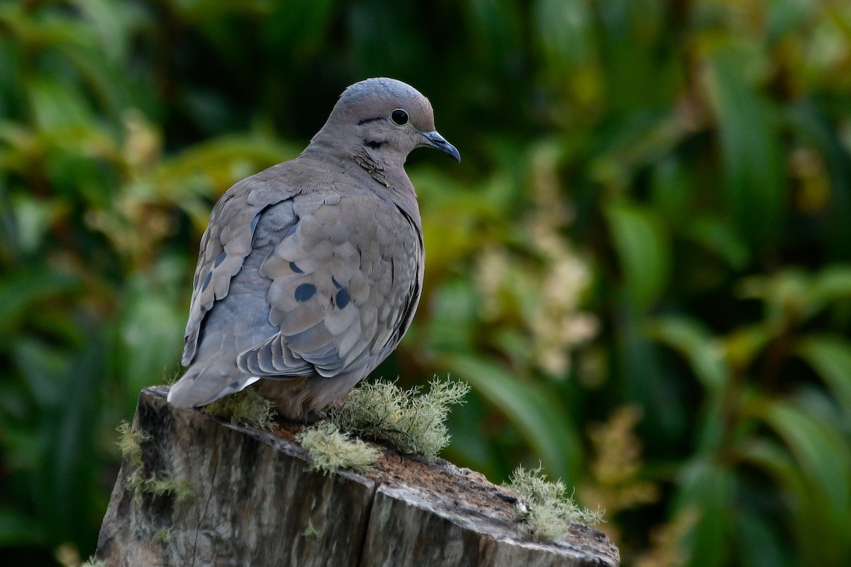 Eared Dove - Maria Jose Lou