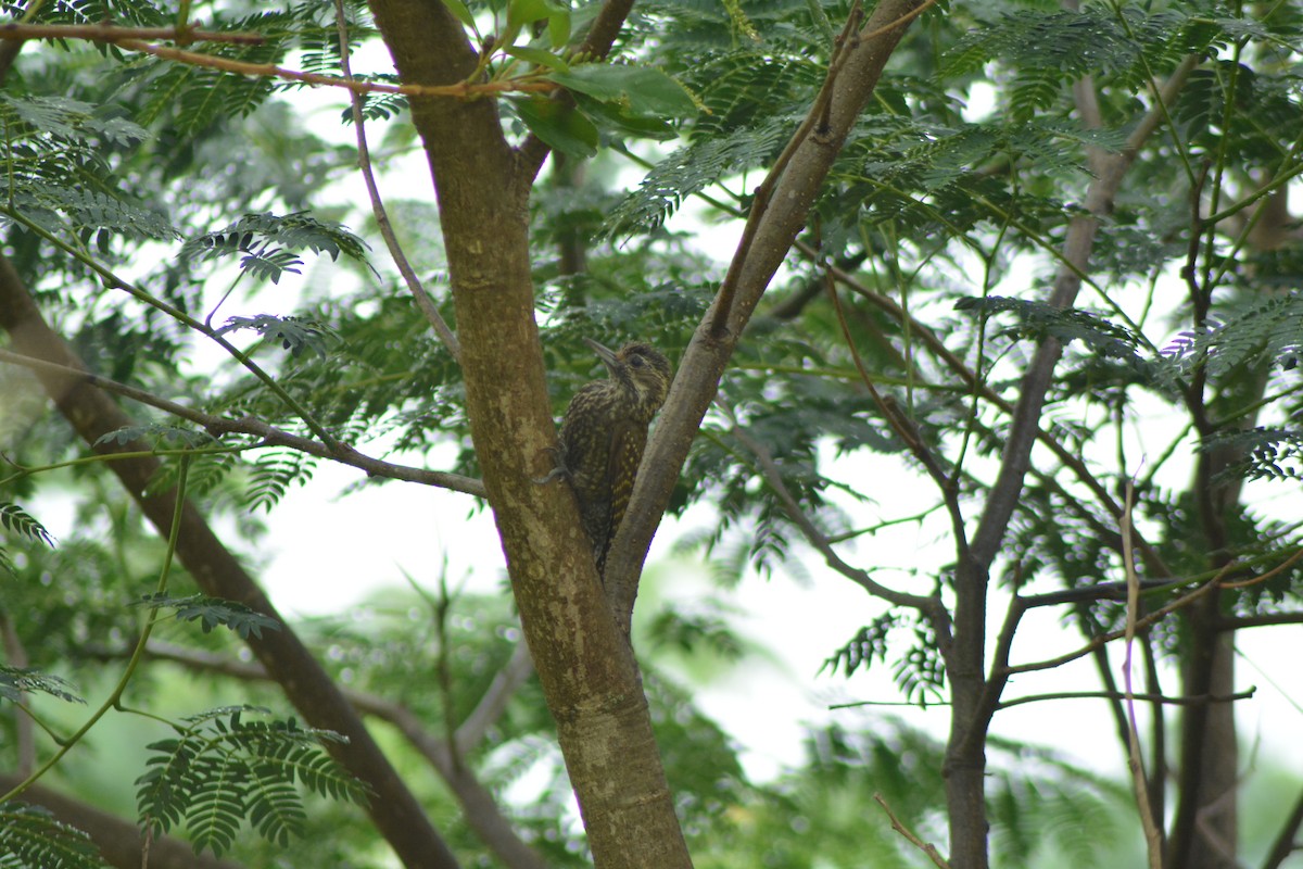 White-spotted Woodpecker - ML524937271