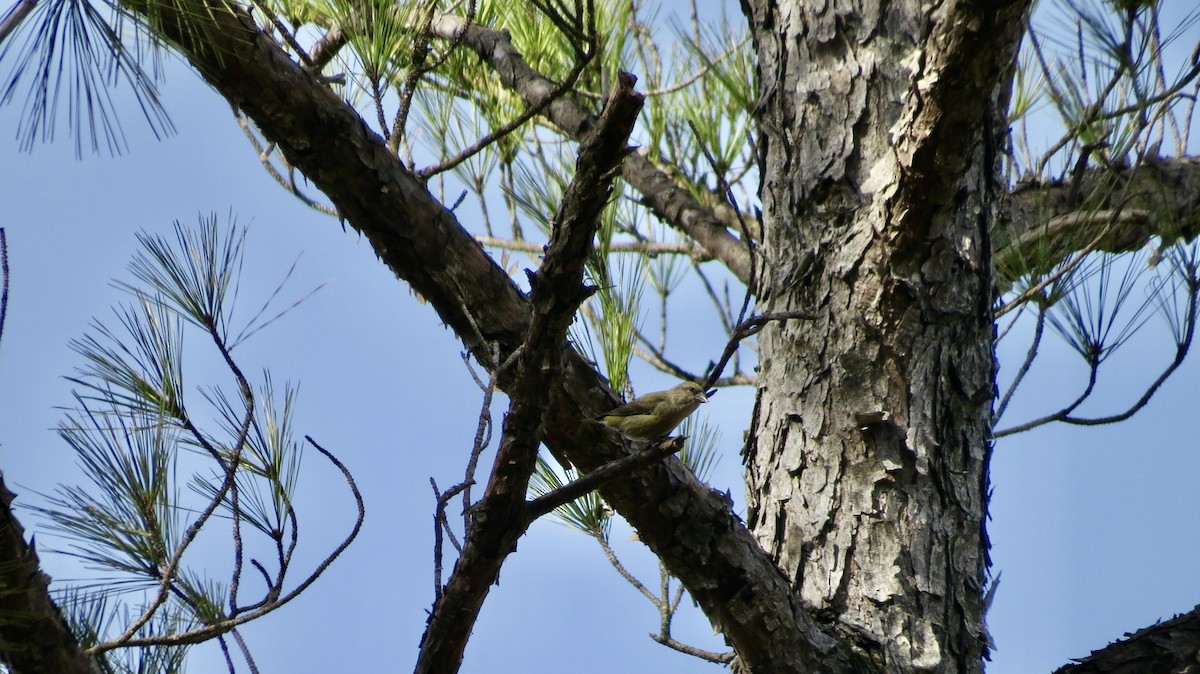 Red Crossbill - ML524937521