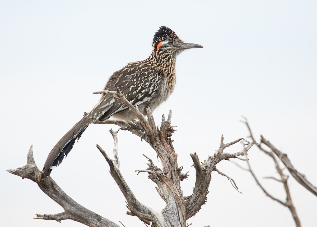 Greater Roadrunner - Darren Clark