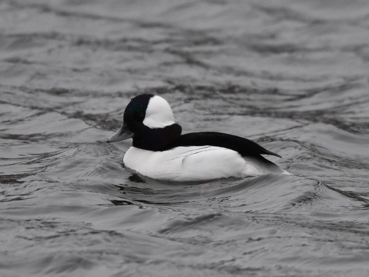 Bufflehead - ML524940451