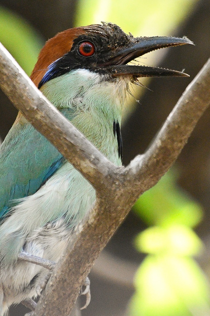 Motmot à tête rousse - ML524940941