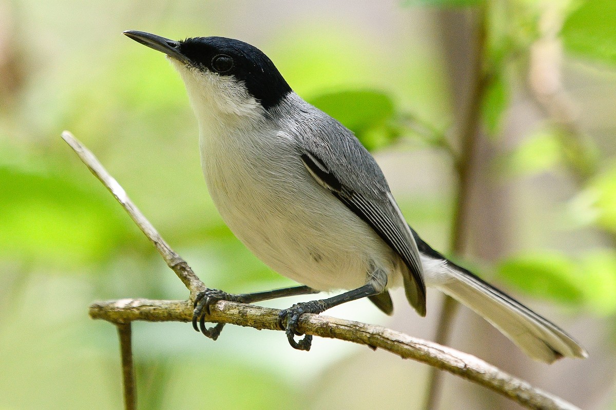 White-lored Gnatcatcher - ML524941971