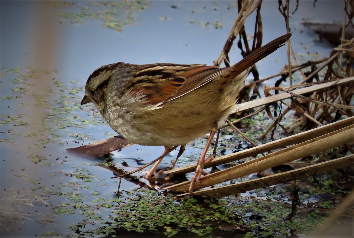 Swamp Sparrow - ML524942381