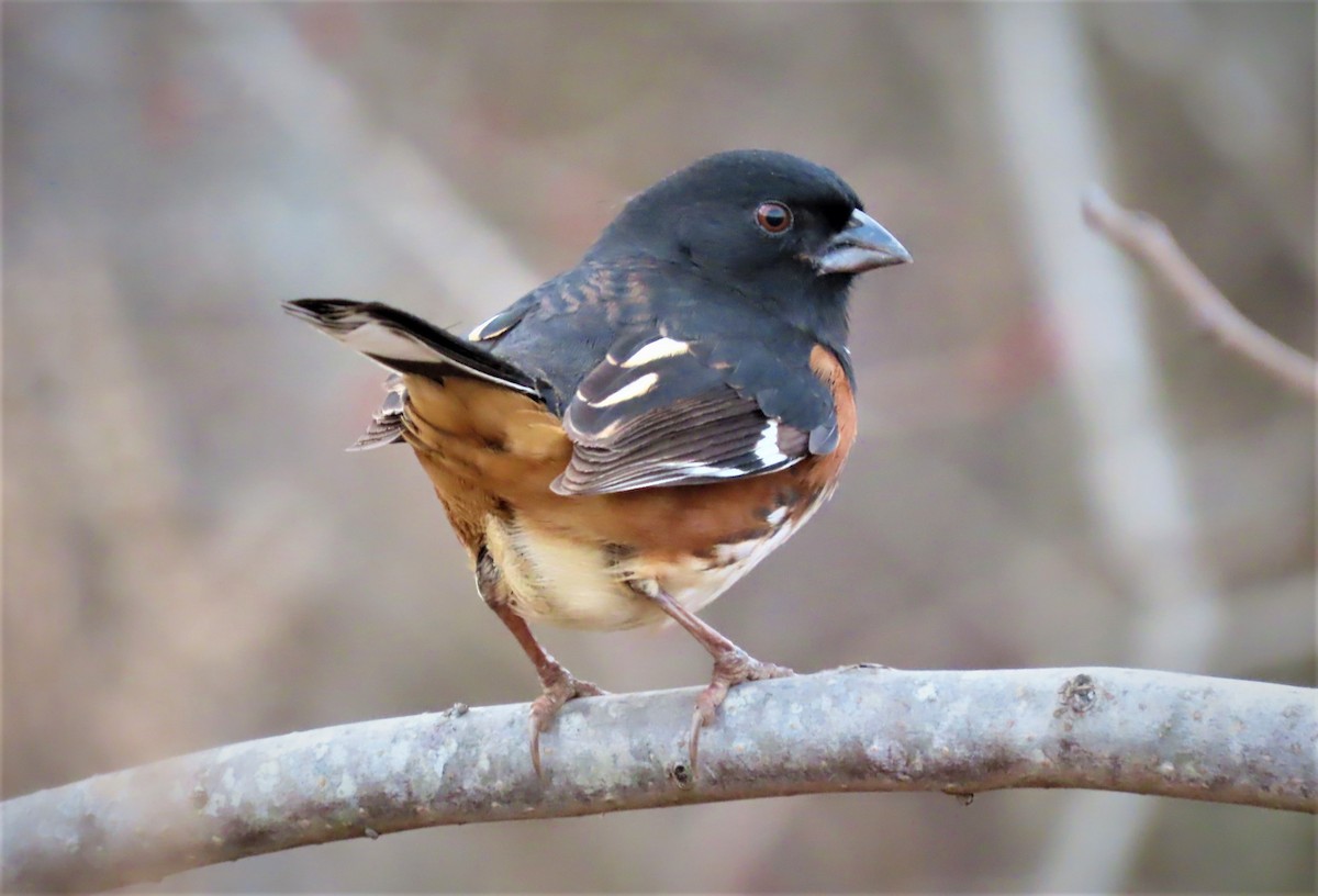 pipilo rudooký - ML524942881