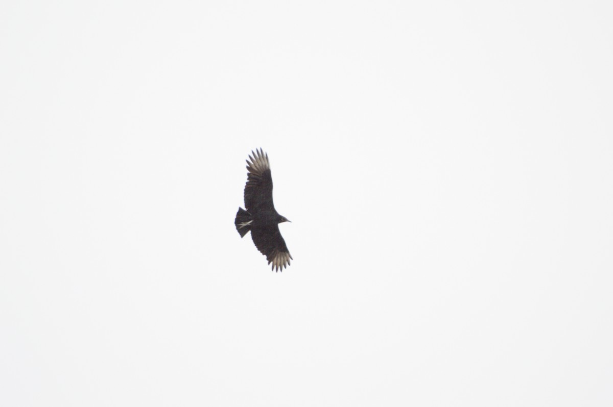 Black Vulture - ML524943421