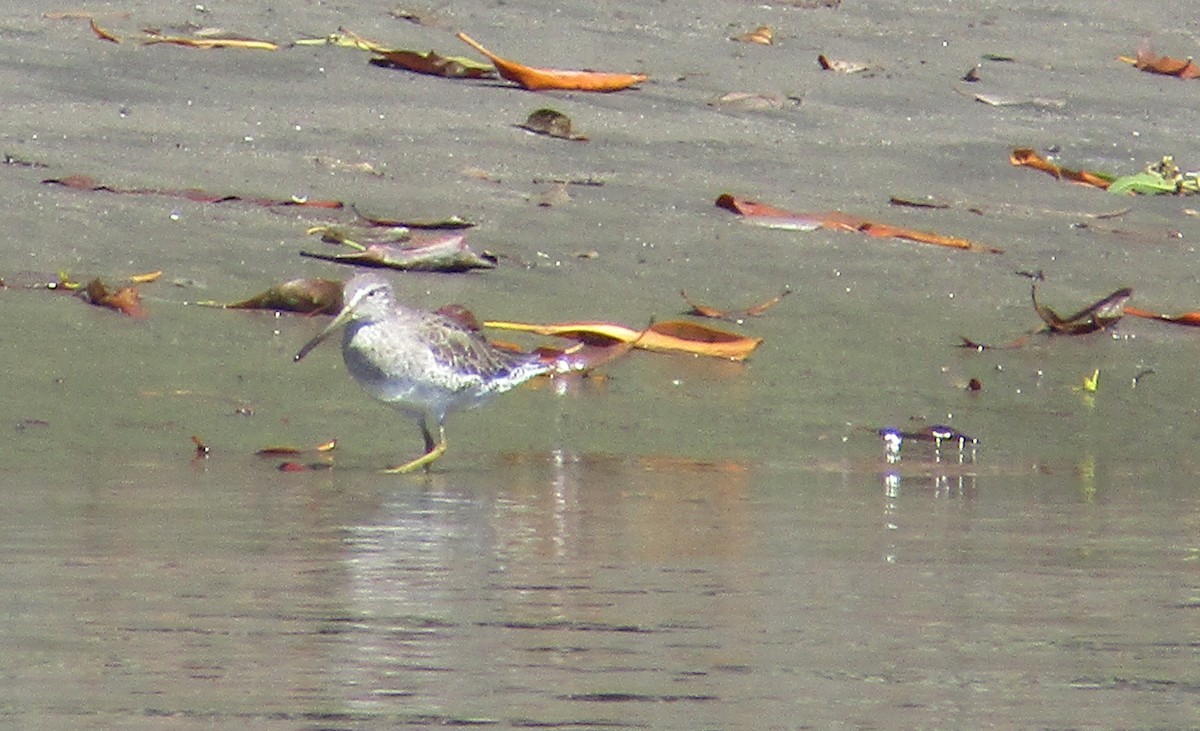 Short-billed Dowitcher - Carlos G Vasquez C