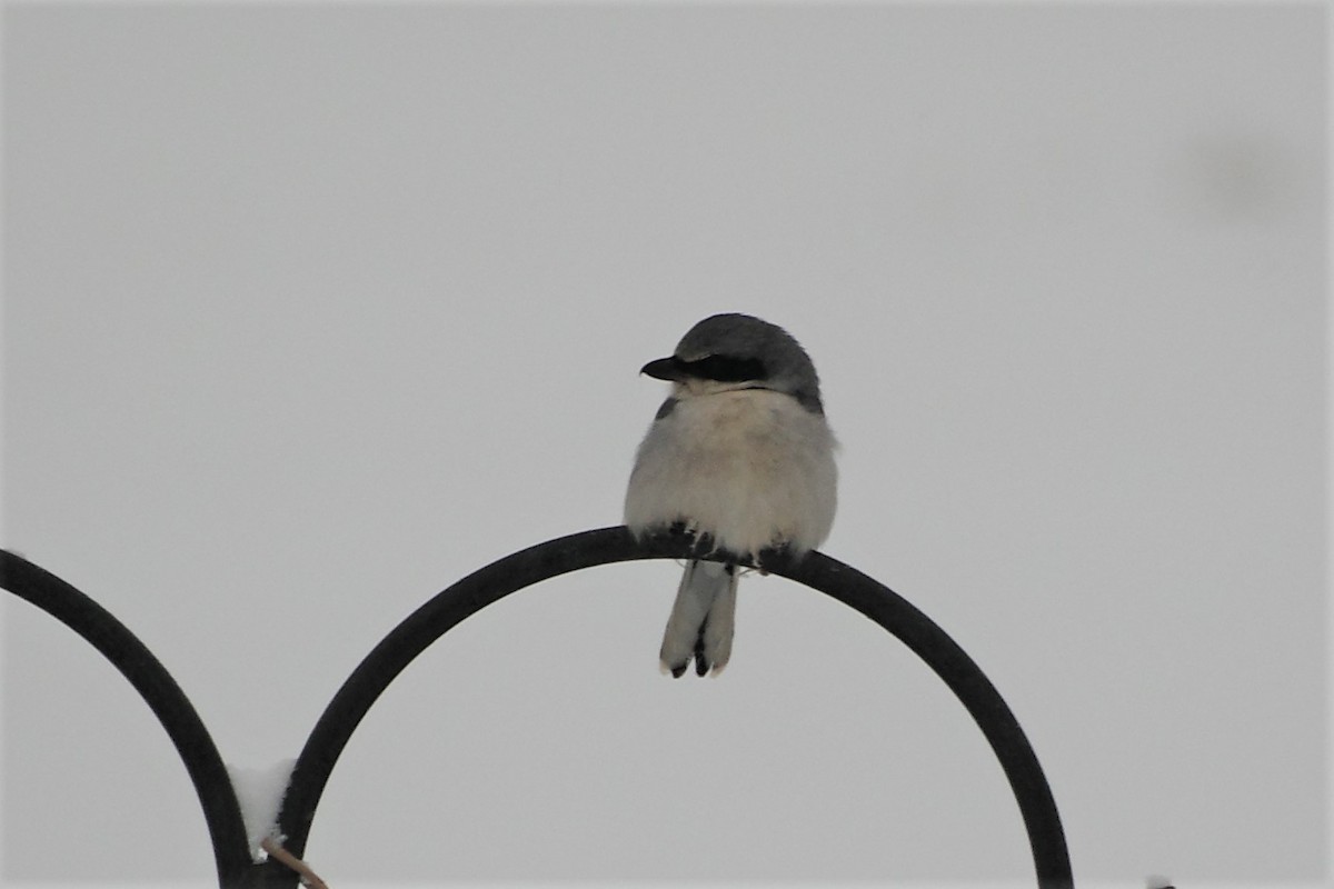 Loggerhead Shrike - ML524943971