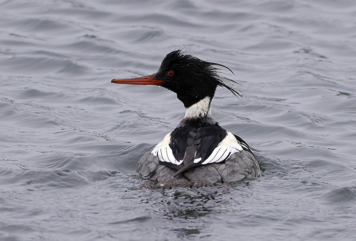 Red-breasted Merganser - ML524945701