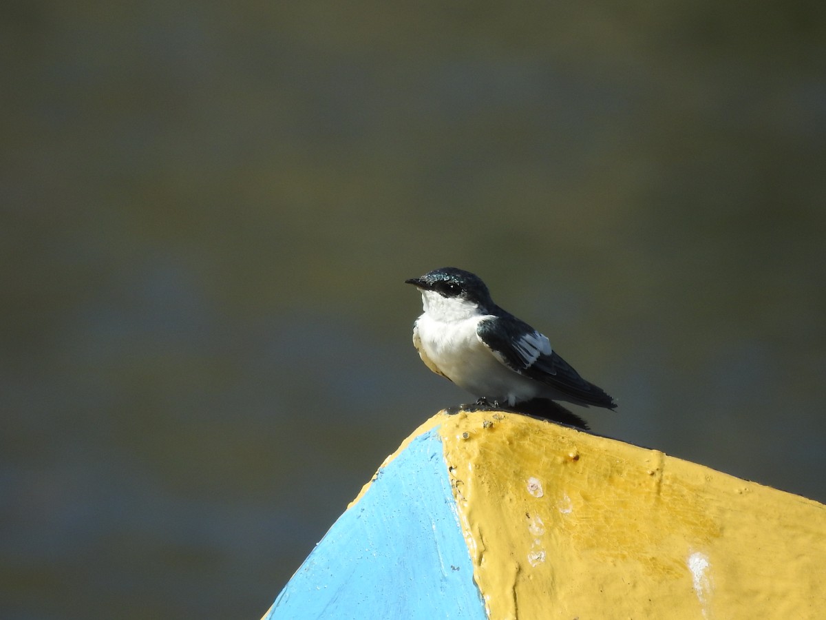 Hirondelle à ailes blanches - ML524945881