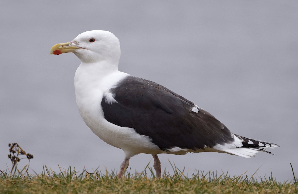 Great Black-backed Gull - ML524947741