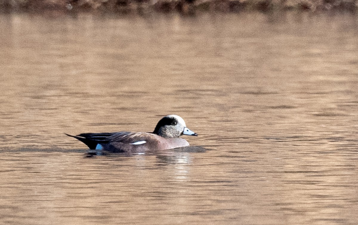 American Wigeon - Teresa Kopec