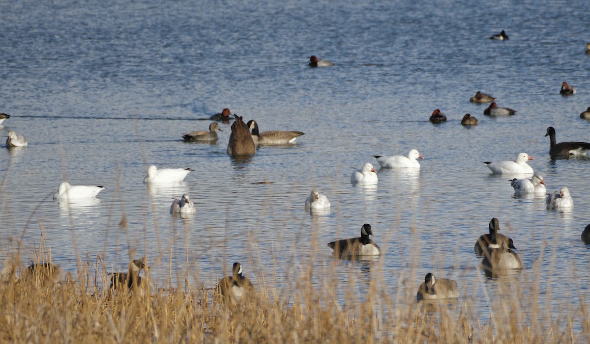 Snow Goose - ML524948561