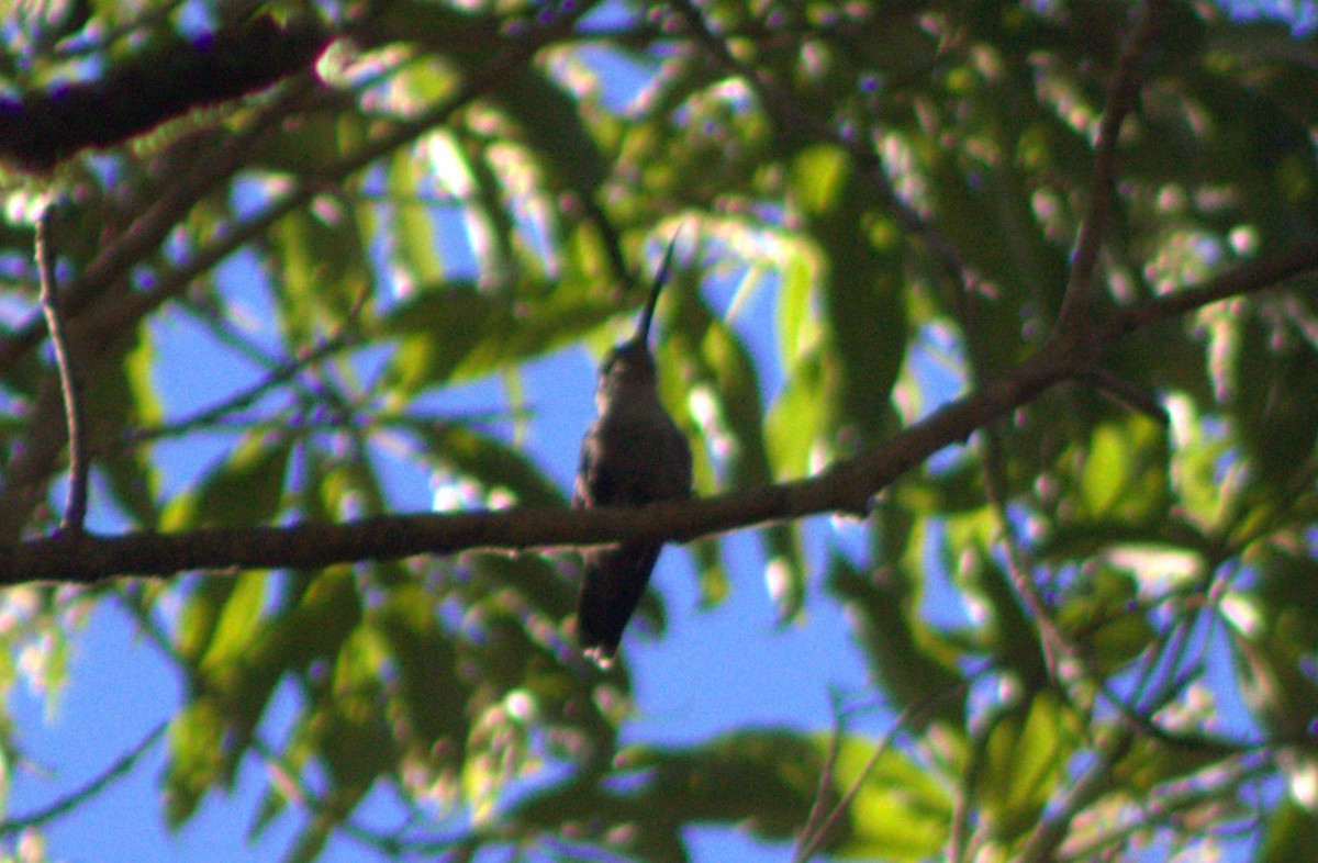 Rivoli's Hummingbird - ML524948801