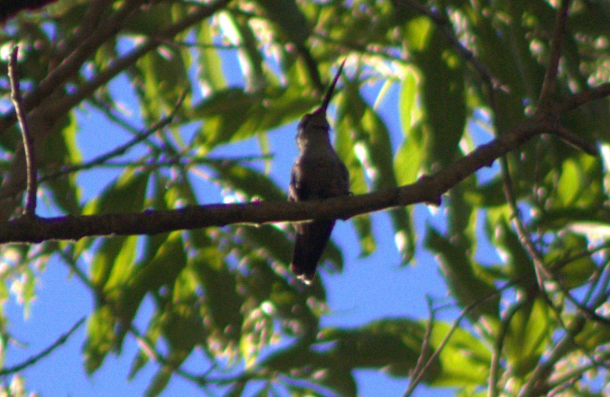 Rivoli's Hummingbird - ML524948811