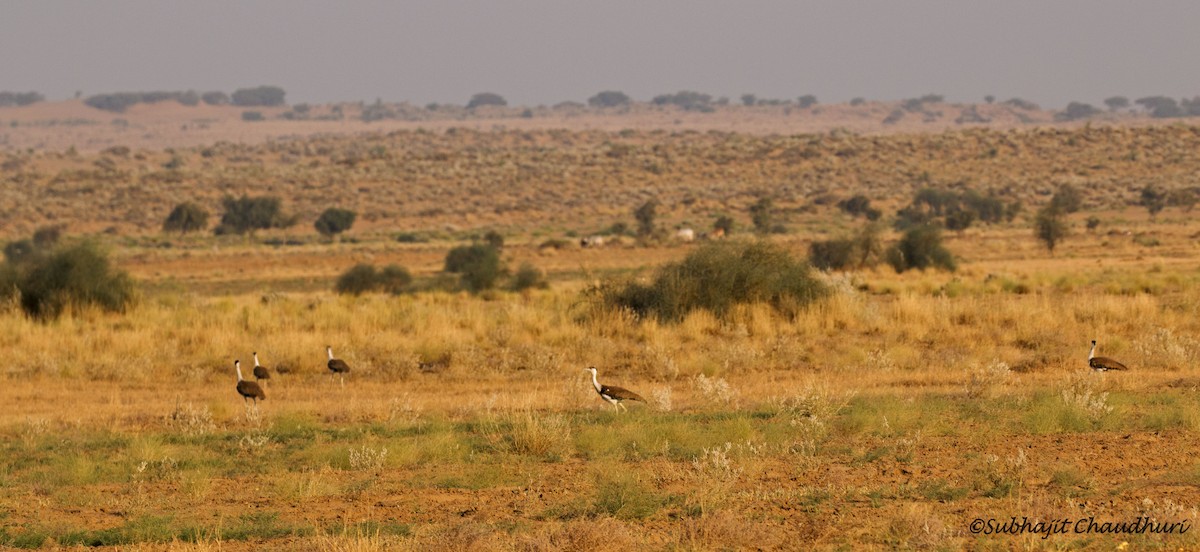 Great Indian Bustard - Subhajit Chaudhuri