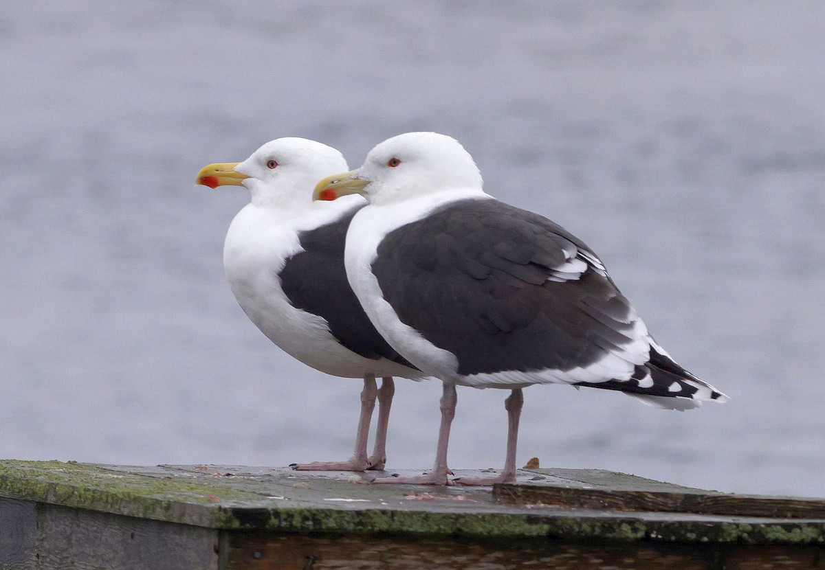 Great Black-backed Gull - ML524951071