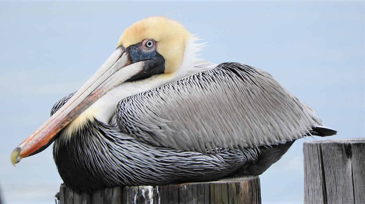 Brown Pelican - Mark Meunier