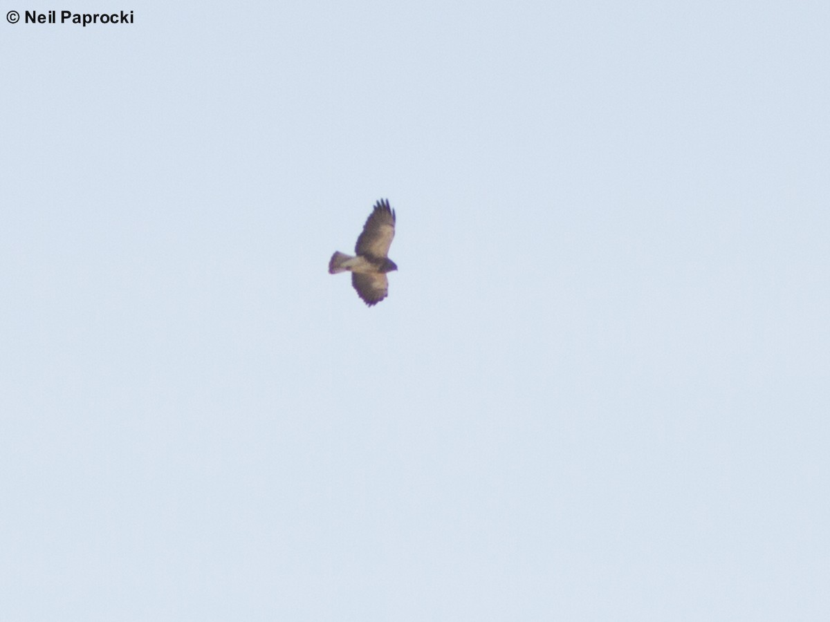 Swainson's Hawk - ML52495231