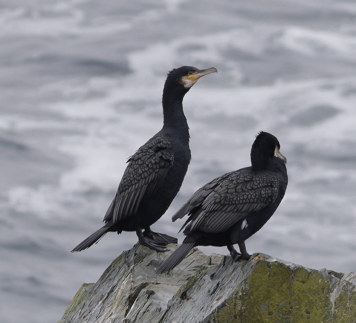 Great Cormorant - ML524952861