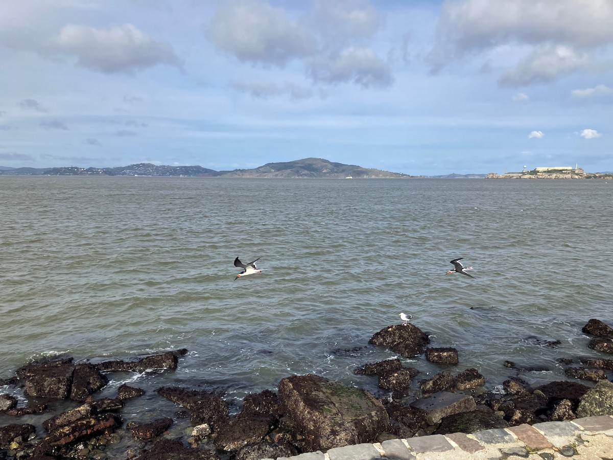 Black Skimmer - Keith Schreer