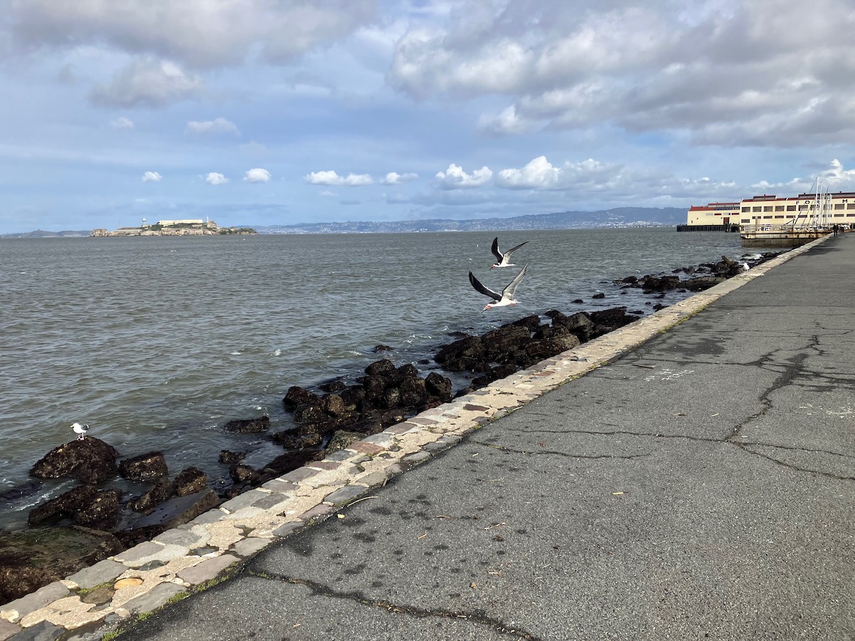 Black Skimmer - ML524953051